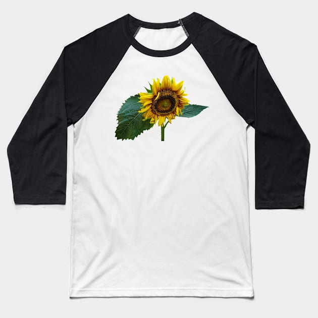 Sunflower Glancing Down Baseball T-Shirt by SusanSavad